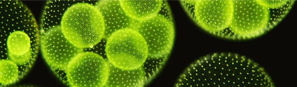 Biofuels