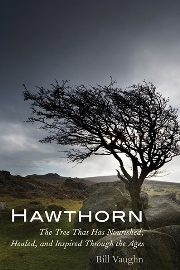 Hawthorn