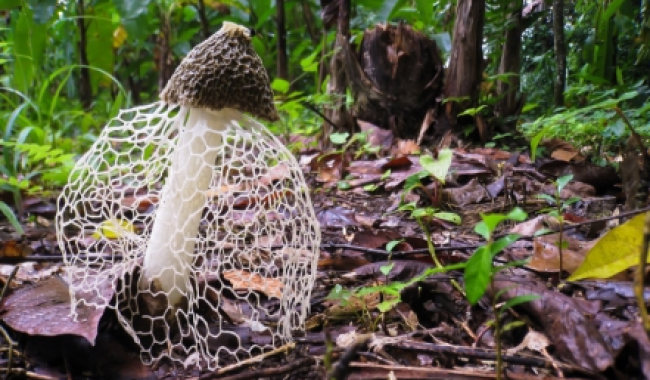 Finding Fungi