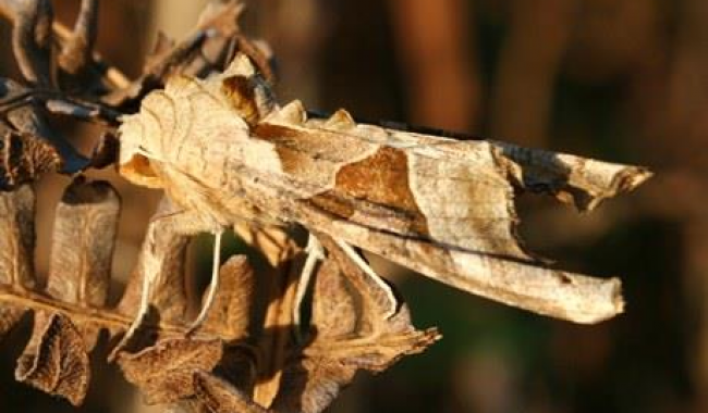 Letting Citizen Science Take Flight