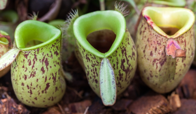 Nepenthes 