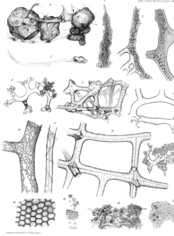 Sponge structures drawn by W. Lens Aldous