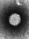 Image from Laboratory of Tumor Virus Biology