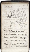 Darwin's Tree of Life