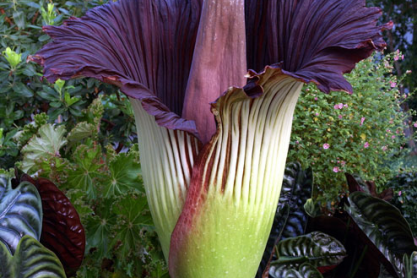 Indonesian Titan arum in bloom