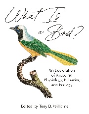 what is a bird